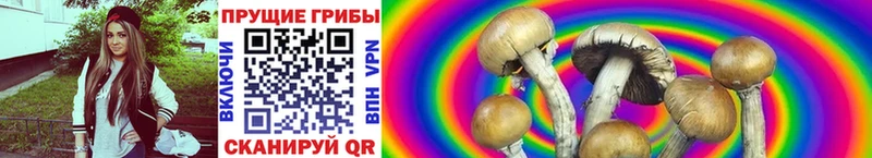 Псилоцибиновые грибы Psilocybe  Большой Камень 